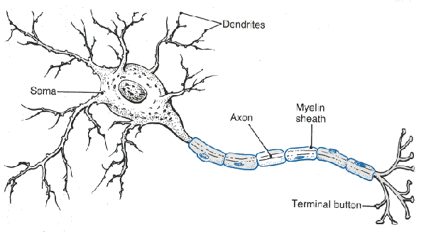 Blank Neuron